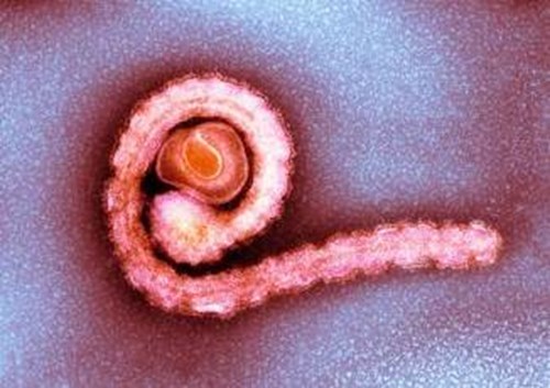 Ebola virus