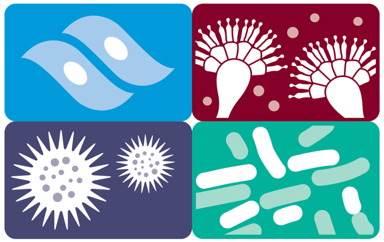 Culture Collections Icons