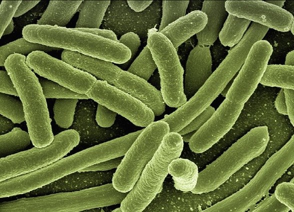Close up of koli bacteria