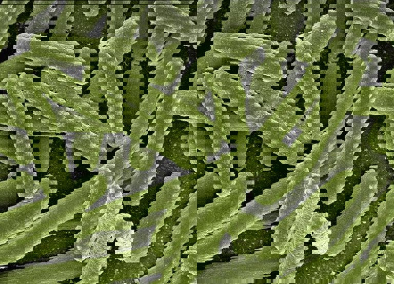 Close up of koli bacteria