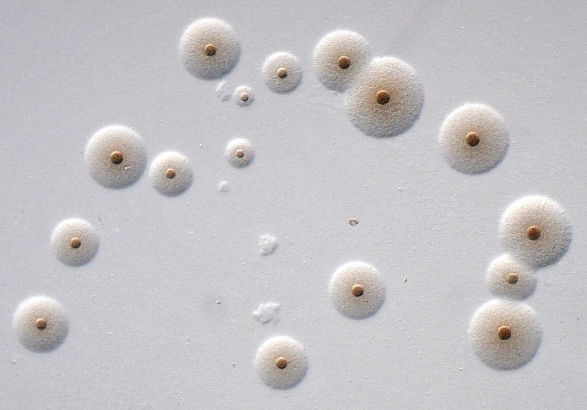 Mycoplasma procyoni cells