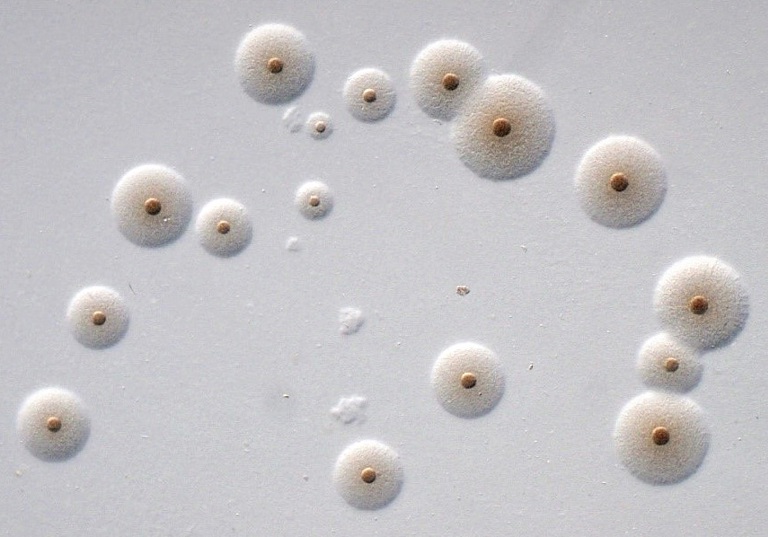 Mycoplasma procyoni cells