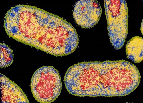 Investigating the role of cryptic prophages within their bacterial hosts:NCTC new accessions | Culture Collections