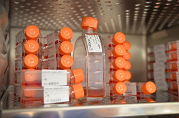 System Culture Collection Cell cultures | Culture Collections